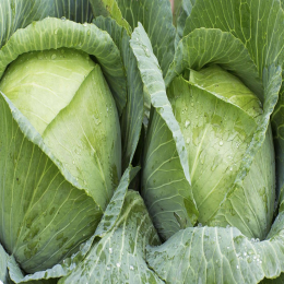 SBJEI-FRESH GREEN LEAFY CABBAGE